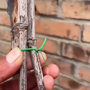 ลวดพันกิ่งไม้ ลวดสีเขียว ลวดล้อมทรงต้นไม้ ลวดมัดกิ่ง ลวดมัดต้นไม้ ลวดเพาะชำ ลวดต้นไม้ เส้นแบน แบบแพคตัดสำเร็จ และ แบบม้วน มากที่ 20 50 เมตร