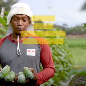 Benih Timun Mentimun BATARA F1 Isi 150 Butir Cap Panah Merah