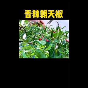 Bibit Cabe Rawit Jepang: 1500 Butir Bibit Cabe Rawit Merah dan Unggul