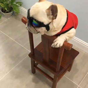 Pet Glasses Foldable Small Medium Large Dog UV Protection Sunglasses Dog Cat Accessories