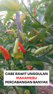 Benih Cabai Rawit MAHAMERU 10 gr Cap Bunga Matahari Hydroponik Hidroponik Biji Cabe Putih Pedas Dataran Rendah Tinggi