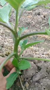 Benih Bibit Sayur Terong Hijau Panjang 30 Butir Terong super Tahan Virus
