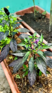 Bibit Tanaman Cabe Ungu Siap Tanam