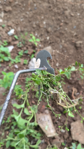 Alat Pencabut Gulma TerraHand: Panduan Lengkap