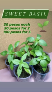 SWEET BASIL Seeds/Green Leave