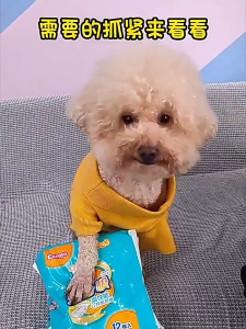 COCOYO Denim Print Male Dog Diapers – 12pcs Pack Quick-Absorb & Dry for Heat Cycle Marking Prevention 狗狗生理裤尿不湿纸尿裤宠物卫生巾