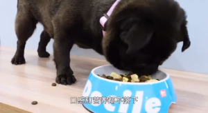 PETSEE DOCILE Freeze Dried Dog Food Adult Puppy 1.5kg Chicken Cube Egg Yolk Boost Appetite High Protein