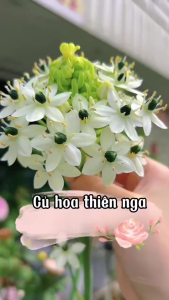 Combo 2 củ hoa thiên nga hoa mắt nai-củ có mầm sẵn bảo đảm sống 100%