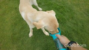 Bình đựng nước và thức ăn đi dạo cho Chó Mèo dòng cao cấp (mẫu mới) - Love pets shop