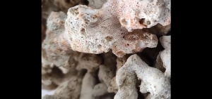 BATU KARANG JAHE 5 KG MEDIA FILTER AQUARIUM DAN DEKORASI