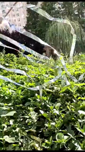 80m Pita Pengusir Burung Pipit Alat Pengusir Burung Di Sawah / Ladang Tali Pita Pengusir Burung