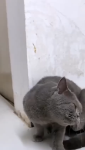 OBAT KUTU KUCING ANJING SEMPROT SPRAY AMPUH HERBAL AMAN JIKA TERJILAT 60ML