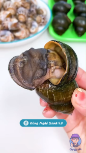 Dụng Cụ Cắt Đuôi Ốc TO- Kéo Cắt Đít Ốc TO-Kìm Kẹp Ốc TO- Kềm Cắt Ốc TO- Kìm Ăn Ốc TO- Kìm Kẹp Ốc TO- Kềm Cắt Đít Ốc Kềm Cắt Đít Ốc TO-Kiềm Cắt Đít Ốc TO- Kiềm Cắt Đích ốc - Kiềm Bấm Đuôi Ốc -  Bằng Thép Siêu Bén OKSEP - Lazada