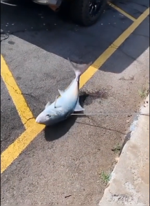 baja bintik besi bintik bahan spirgan 7mm panjang 100cm