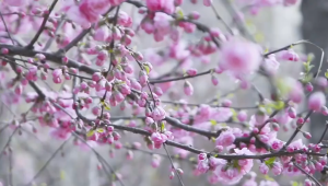 Japanese Style Wind Chimes: Glass Wind Bells for Outdoor Use