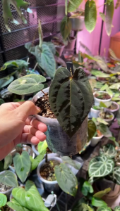 [Anthurium] Anthurium Darkest Panama Original Premium Selected Home Plant Rare Plants Velvet Dark