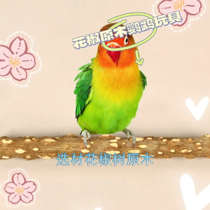 [SG STOCK] Parrot prickly ash wood stand pole claw sharpening stick branch stand stick