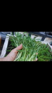 Hạt Giống Rau Bắp Cải Xanh (gói 1gr) TH54