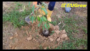 Anak Pokok Durian Musang King D197 猫山王榴莲苗 - Lazada