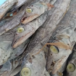 LAYUR KERING / LAYUR ASIN SUPER PREMIUM TERMURAH 100/250/500 gram