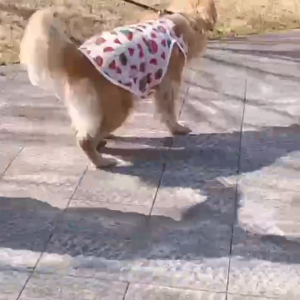 เสื้อผ้าสุนัขลายแตงโมแฟชั่น เนื้อผ้ายืดหยุ่น ระบายอากาศได้ดี สำหรับสุนัขพันธุ์กลาง/ใหญ่ 3XL-8XL (พร้อมส่ง)