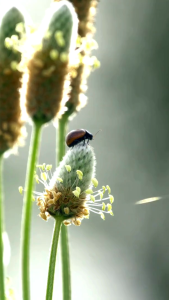 ไซเลี่ยมฮัสค์ Psyllium Husk Purity 100% ขนาด 100g ตราปราชญา