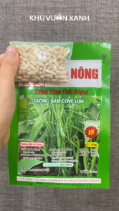 Hạt giống Đậu Cove bụi lùn - Gói 20gr - Tỉ lệ nảy mầm >90% - Trồng quanh năm