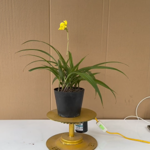 Cây Địa Lan Hoa Vàng - Lan Chu Đỉnh Vàng (Cây Kiểng Lá Trang Trí)