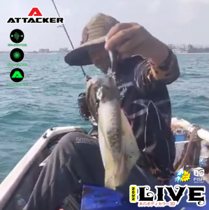 เฮ้าเฮล กระเป๋าปัตยกรรม ริ้วรอยๆ เส้นกระชับ เหยื่อปลอม ATTACKER NEON LIVE ชบาสองชั้น คมแข็ง รูปลักษณ์สำหรับการจับปลาหมึกง่าย