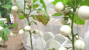 Hạt giống cà trắng trứng ngỗng trái to-5gr-thời gian thu hoạch 2 tháng