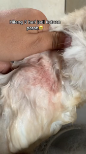 Riich rich shampo premium antikutu antijamur 100ml