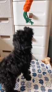 Giường võng cho Chó Mèo bằng khung gỗ hình chữ nhật đóng gói bằng hộp giấy sang trọng - Love Pets Shop