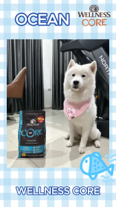 อาหารสุนัขพรีเมี่ยม WELLNESS CORE สูตร Ocean สูตรบำรุงผิวหนังและขน มี Omega 3 และ 6 สูง ขนาด 4lb(1.8kg)  12lb(5.4kg)  22lb(10kg)