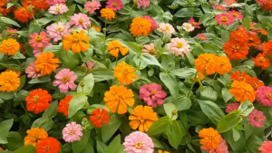 Hạt Giống hoa cúc lá nhám nhiều màu dể trồng/Gói 50 hạt