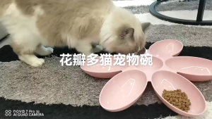 Wadah Makanan Hewan 6 in 1: Solusi Multifungsi untuk Kucing & Anjing