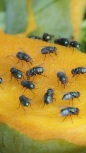 Insektisida Obat lalat Buah Pengusir Pembasmi Racun Anti Lalat