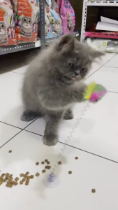 Mainan Kucing Tikus Bulu Tiang Per Goyang Tongkat Spring Rat Cat Toys / Cat Toys