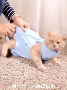 Cat Recovery Suit Cat Clothes After Surgery Sterilization Care Cat Weaning Suit Surgical Recovery Suit Anti Bite Supplies