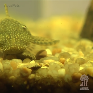 Prodac Wafers Mix 50g 135g Sinking Bottom Feeder Tropical Fish & Shrimp Food Makanan Ikan Udang Tenggelam