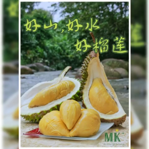 [MK Musang King Durian] - Bentong Highland OldTree / BlackGold Mao Shan Wang Durian (420g - 450g)