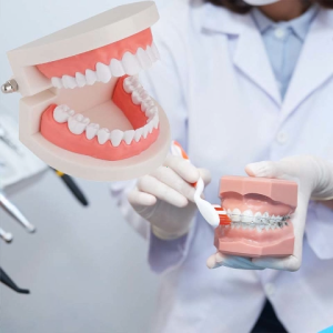 Model Study Gigi Abs Phantom Gigi Lepasan Model Gigi Palsu Portable Dental Study Model