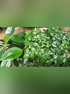 Pupuk Daun Untuk Semua Jenis Tanaman Liquid Fertilizer Untuk Semua Pertumbuhan