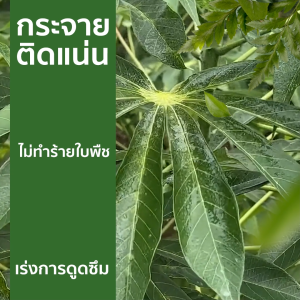 จีฟอร์ซวัน 1ลิตร สารนำพา สารจับใบเร่งการดูดซึม สูตรเข้มข้น นำเข้าจากเยอรมันนี สูตรไม่มีแอลกอฮอล์ ไม่ทำร้ายใบพืช จีฟอร์ซวัน ราคา จีฟอร์ซวัน ซื้อที่ไหน - Lazada