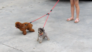 Dây dắt nhiều đầu cho Chó Mèo (không bao gồm yếm và vòng cổ) mẫu mới - Love Pets Shop