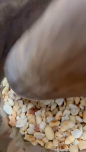 Lạc(đậu phộng) tách vỏ rang sẵn loại ngon dùng ăn trực tiếp. làm muối vừng nấu xôi nấu chè lạc bóc tay chuẩn nghệ an