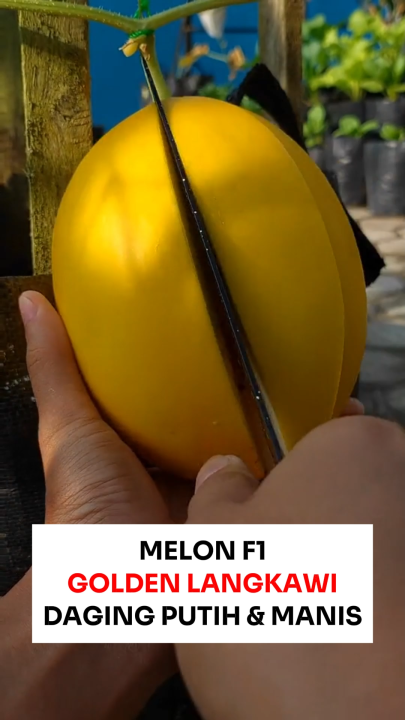 Benih Melon F1 GOLDEN LANGKAWI 5 BIJI Known You Seed