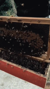 Madu Hitam Akasia Murni 150g Asli 100% Garansi Uang Kembali