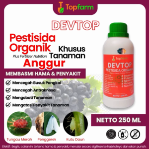 Obat Hama Daun Anggur Kuning / Obat Semprot Hama Pohon Anggur / Obat Hama Anggur / Obat Hama Ulat Daun Anggur / Obat Hama Trip Daun Anggur / Obat Akar Daun Batang Anggur / Obat Buah Anggur