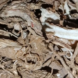 Akar Ginseng Jawa Kering 100 gram Talinum Paniculatum Kering