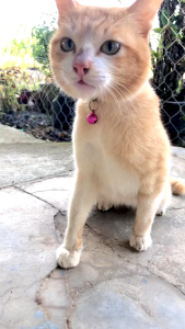thức ăn hạt MRVET T1 1kg kèm 3 loại thịt sấy (cải thiện tiêu hoá tiêu búi lông ) dành cho mèo - T3 PETS SHOP